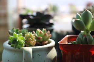 可爱多肉盆栽展示