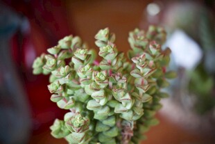 翠绿多肉植物特写