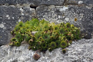 岩石上的绿色苔藓植物