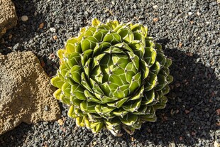 翠绿多肉植物特写