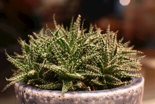 精致盆栽中的翠绿多肉植物