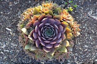 多彩多肉植物特写