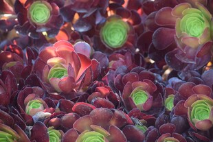 多彩莲花掌多肉植物特写