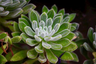 清新多肉植物特写