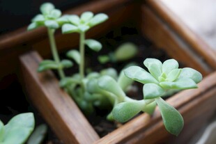 木盒中的嫩绿多肉植物