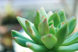 翠绿多肉植物特写