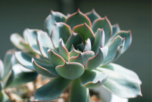 精致多肉植物特写