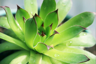 翠绿多肉植物特写