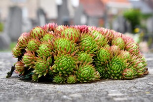 多彩多肉植物特写