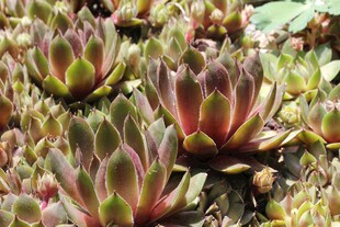 多彩多肉植物特写