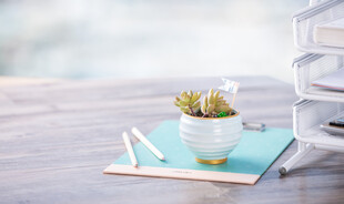 清新桌面绿植文具组合