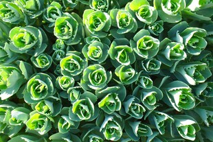 翠绿卷心植物特写