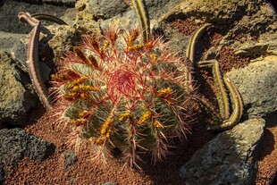 绚丽多姿的仙人球植物