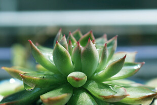 可爱多汁的单株多肉植物