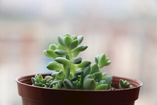 小巧多肉植物盆栽