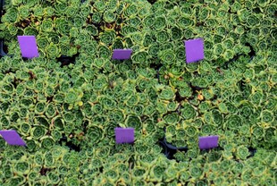 绿叶丛中的紫色花朵