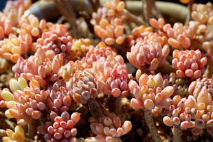 多彩多肉植物特写