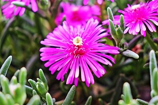 娇艳绽放的玫红色多肉花朵