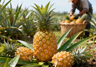 菠萝田中的丰收景象