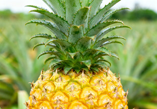 成熟的金黄菠萝