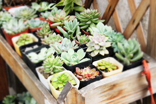 木盒中的多彩多肉植物