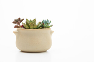 米色花盆中的多彩多肉