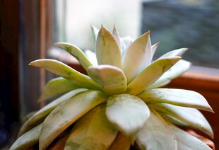 窗边可爱多肉植物特写