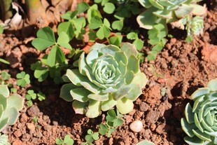 可爱多肉植物特写