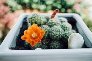 花盆中的仙人掌与艳丽花朵