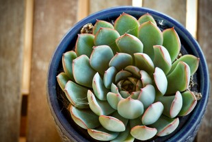 蓝盆中的可爱多肉植物