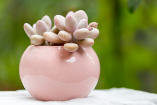 粉色花盆中的可爱多肉