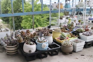 室内多彩盆栽摆放展示