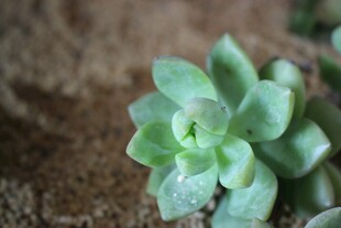 小巧可爱的单株绿色多肉