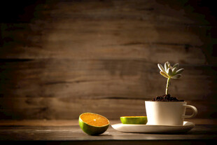 木桌上的绿植与水果切片