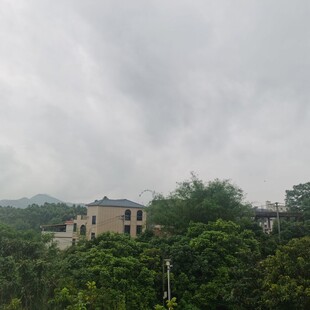 雨中绿树环绕的房屋