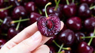 手托一颗饱满紫樱桃