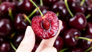 手捧一颗鲜红多汁的樱桃