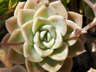 清新多肉植物特写