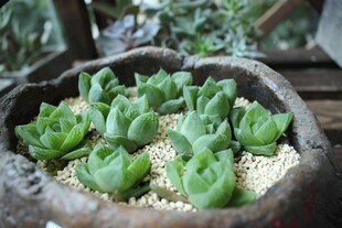 盆中多肉植物绿意盎然