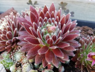 艳丽多肉植物特写