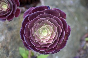 深紫色多肉植物特写