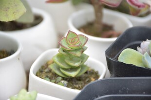 可爱多肉盆栽组合