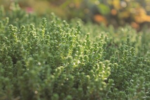 翠绿繁茂的清新植物