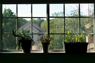 窗边绿植与户外景致