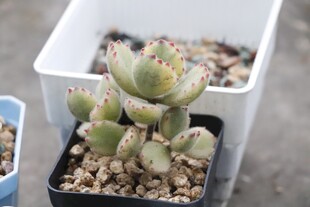 可爱多肉盆栽展示