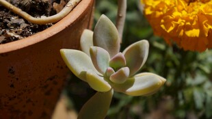 可爱多肉植物特写