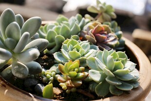 精致多肉盆栽