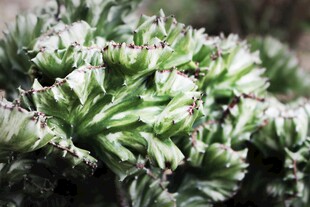翠绿多肉植物特写