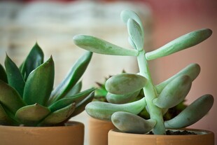 可爱多肉盆栽展示