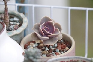 精致多肉盆栽特写